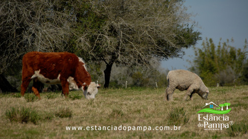 DOS EÓLICOS VIRA P FAZENDA_Moment.00_05_22_23.Quadro536_3bdd9f2386ae76a2dbbbe453b5ab2095959cb4bb.jpg